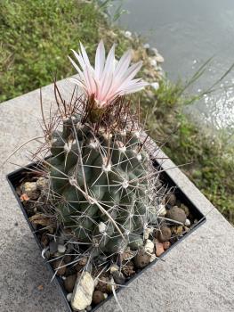 Preview: Thelocactus tulensis